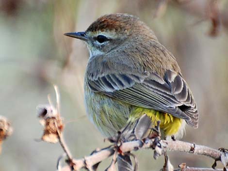 Palm Warbler (Setophaga palmarum)