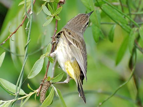 Palm Warbler (Setophaga palmarum)