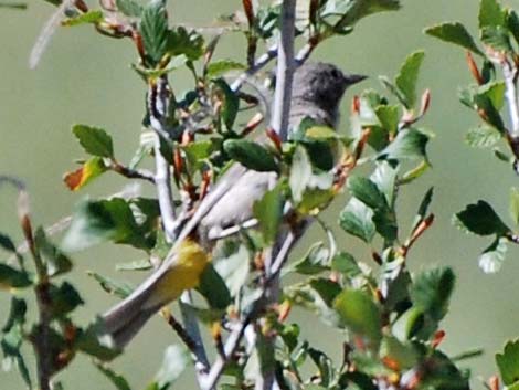 Virginia's Warbler (Vermivora virginiae)