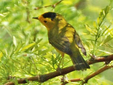 Wilson's Warbler (Wilsonia pusilla)