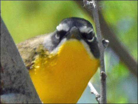 Yellow-breasted Chat (Icteria virens)