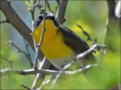 Yellow-breasted Chat (Icteria virens)