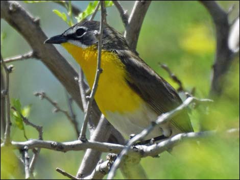 Yellow-breasted Chat (Icteria virens)