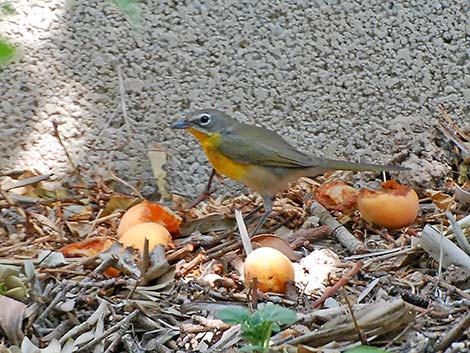 Yellow-breasted Chat (Icteria virens)