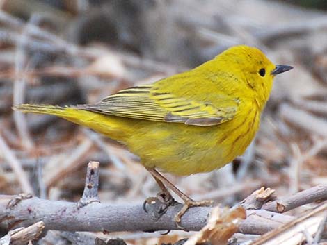 Yellow Warbler (Dendroica petechia)