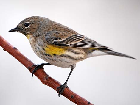 Audubon's Yellow-rumped Warblers (Dendroica coronata auduboni)