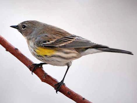 Audubon's Yellow-rumped Warbler (Setophaga coronata auduboni)