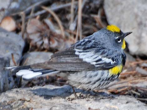 Audubon's Yellow-rumped Warbler (Dendroica coronata auduboni)