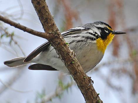 Yellow-throated Warbler (Setophaga dominica)