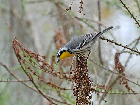 Yellow-throated Warbler (Setophaga dominica)