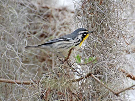 Yellow-throated Warbler (Setophaga dominica)