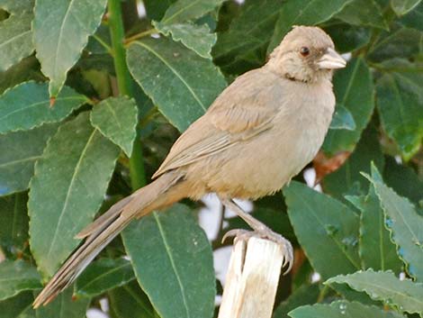 Abert's Towhee (Melozone aberti)