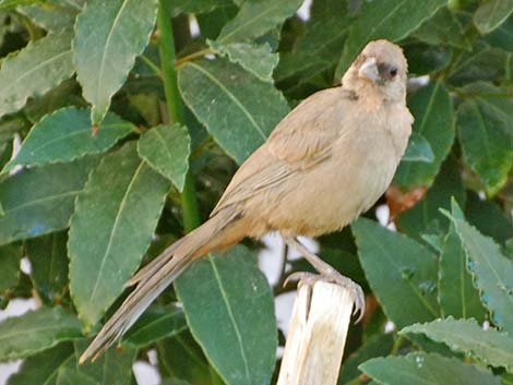 Abert's Towhee (Melozone aberti)