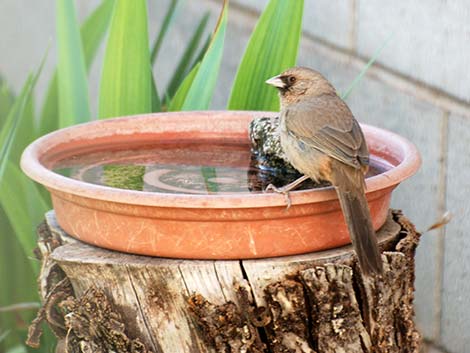 Abert's Towhee (Melozone aberti)