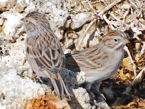 Brewer's Sparrow (Spizella breweri)