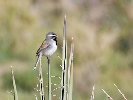 Black-throated Sparrow (Amphispiza bilineata)