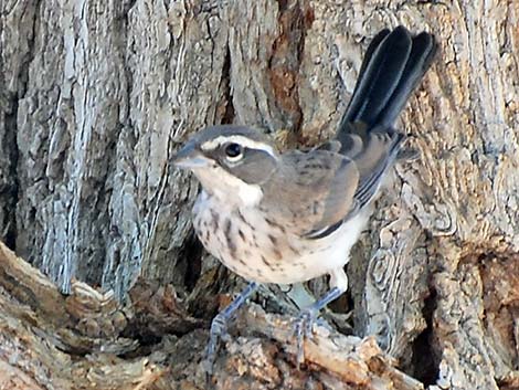 Black-throated Sparrow (Amphispiza bilineata)