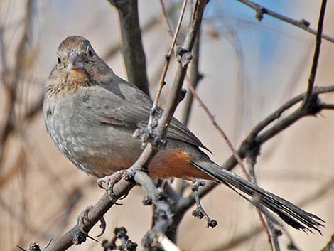 Canyon Towhee (Pipilo fuscus)