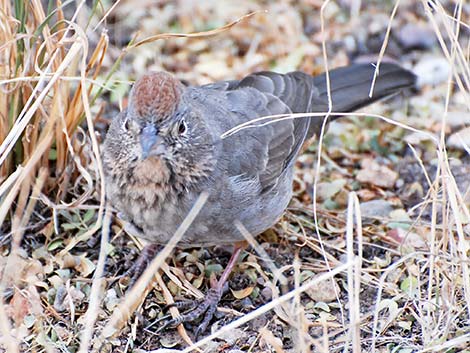 Canyon Towhee (Pipilo fuscus)