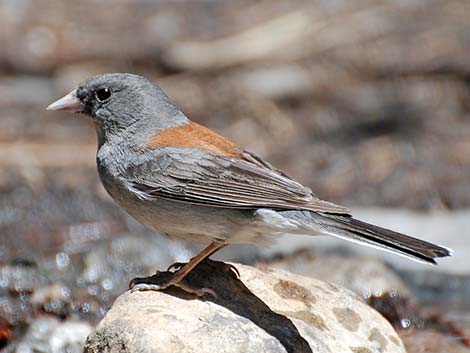 Dark-eyed Junco (Junco hyemalis)