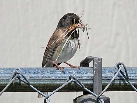 Dark-eyed Junco (Junco hyemalis)