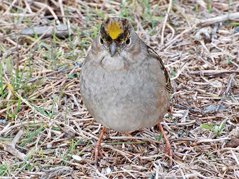 Golden-crowned Sparrow (Zonotrichia atricapilla)