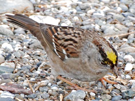 Golden-crowned Sparrow (Zonotrichia atricapilla)