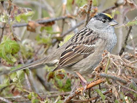 Golden-crowned Sparrow (Zonotrichia atricapilla)