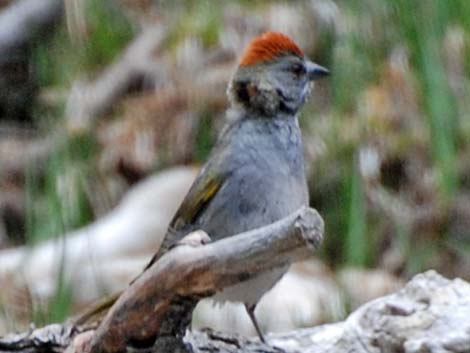 Green-tailed Towhee (Pipilo chlorurus)