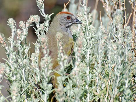 Green-tailed Towhee (Pipilo chlorurus)