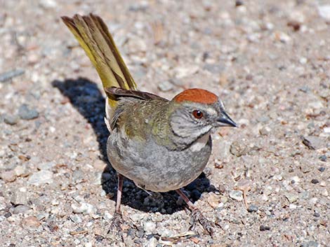 Green-tailed Towhee (Pipilo chlorurus)