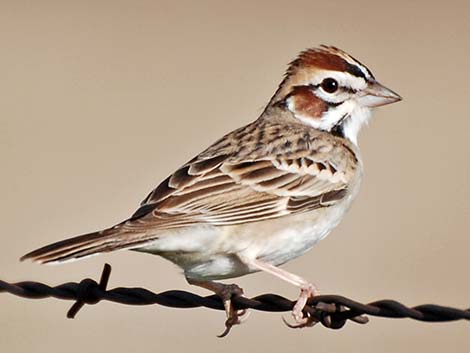 Lark Sparrow (Chondestes grammacus)