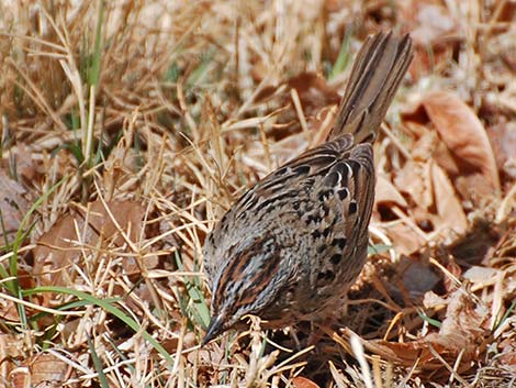 Lincoln's Sparrow (Melospiza lincolnii)