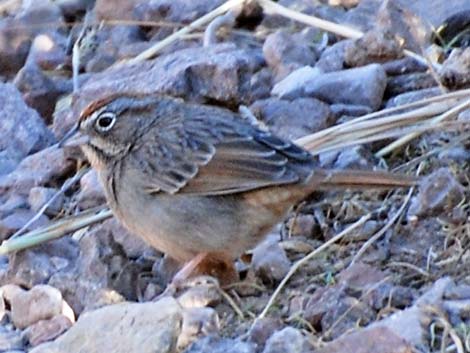 Rufous-crowned Sparrow (Aimophila ruficeps)