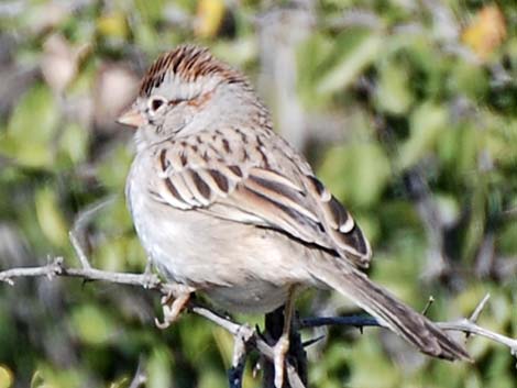 Rufous-winged Sparrow (Aimophila carpalis)