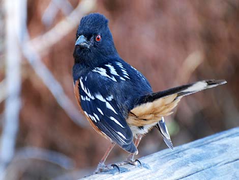 Spotted Towhee (Pipilo maculatus)