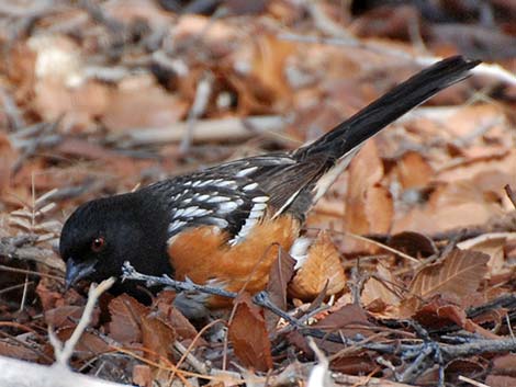 Spotted Towhee (Pipilo maculatus)