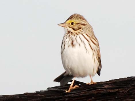 Savannah Sparrow (Passerculus sandwichensis)