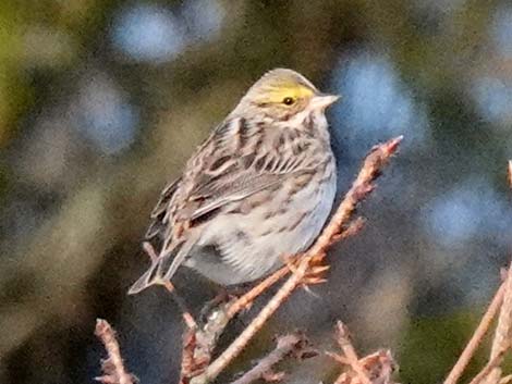 Savannah Sparrow (Passerculus sandwichensis)