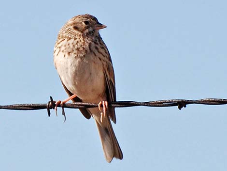 Vesper Sparrow (Pooecetes gramineus)