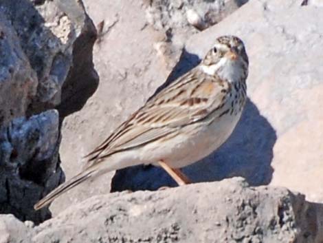 Vesper Sparrow (Pooecetes gramineus)