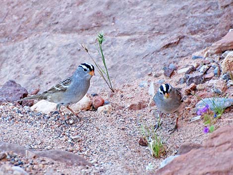 White-crowned Sparrow (Zonotrichia leucophrys)