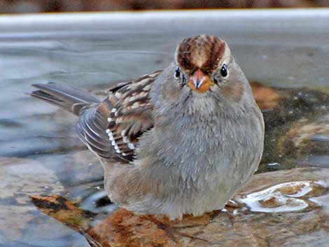 White-crowned Sparrow (Zonotrichia leucophrys)