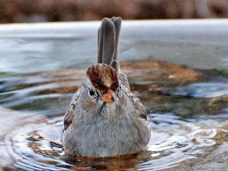 White-crowned Sparrow (Zonotrichia leucophrys)