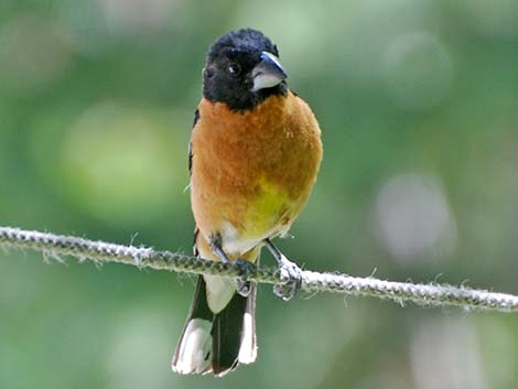 Black-headed Grosbeak (Pheucticus melanocephalus)