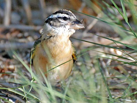 Black-headed Grosbeak (Pheucticus melanocephalus)