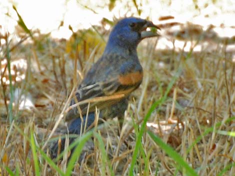 Blue Grosbeak (Passerina caerulea)