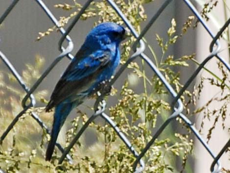 Indigo Bunting (Passerina cyanea)