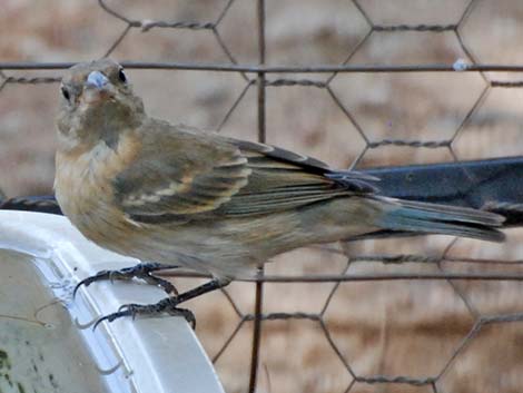 Lazuli Bunting (Passerina amoena)