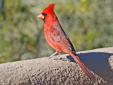 Northern Cardinal (Cardinalis cardinalis)